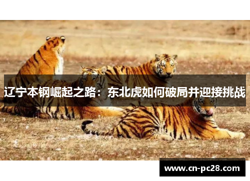 辽宁本钢崛起之路：东北虎如何破局并迎接挑战